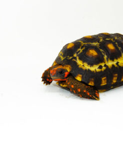 DSC 8428 1024x 247x296