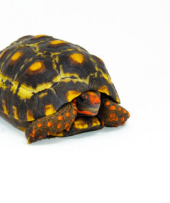 DSC 8429 1024x 247x296