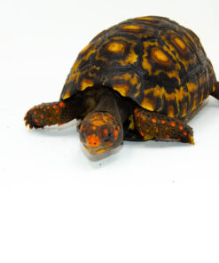 DSC 8434 1024x 247x296