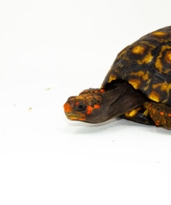 DSC 8435 1024x 247x296