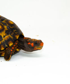 DSC 8437 1024x 247x296