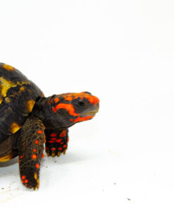 DSC 8448 1024x 247x296