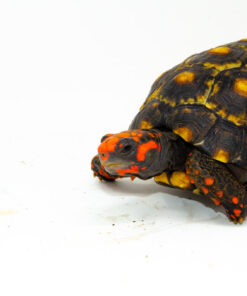 DSC 8452 1024x 247x296