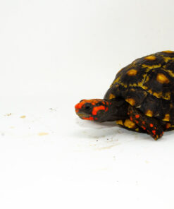 DSC 8453 1024x 247x296