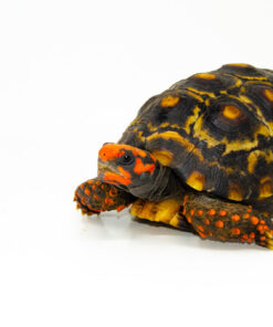 DSC 8461 1024x 247x296