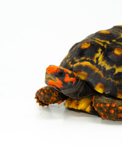 DSC 8462 6ed22931 500e 4776 B43d B510fadc2b11 1024x 1 247x296