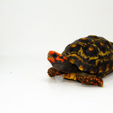 DSC 8465 1024x 1 430x430