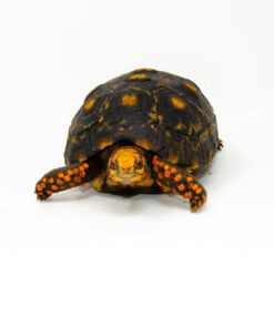 Alternative view of Brazilian Cherryhead Red Foot Tortoise Adult Female 1 - #BCRFTAF1