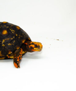 Brazilian Cherryhead Red Foot Tortoise Adult Female 1 - #BCRFTAF1