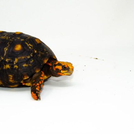 Brazilian Cherryhead Red Foot Tortoise Adult Female 1 - #BCRFTAF1