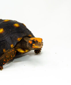 DSC 8482 1024x 247x296