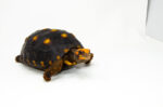 Brazilian Cherryhead Red Foot Tortoise Adult Female 2 - #BCRFTAF2 DSC 8483 1024x 150x99