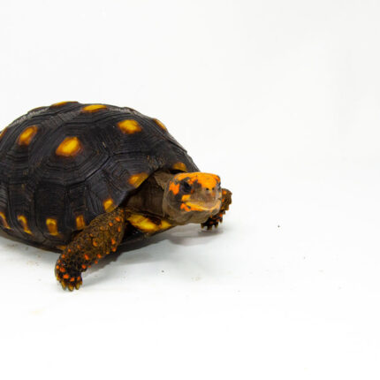 Brazilian Cherryhead Red Foot Tortoise Adult Female 2 - #BCRFTAF2