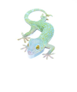 Powder Blue Tokay Gecko Female - #PBTGF1
