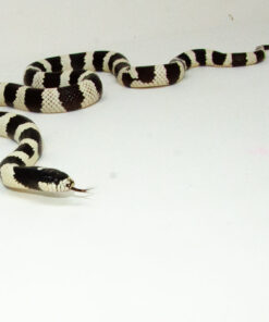 California Kingsnake Adult Male (Lampropeltis getula californiae) - #CKAM1