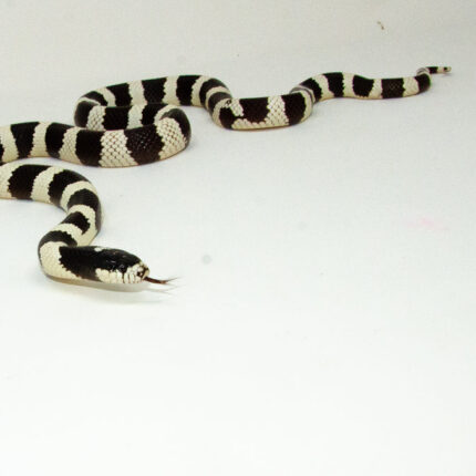 California Kingsnake Adult Male (Lampropeltis getula californiae) - #CKAM1