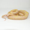 Albino Blotched Kingsnake Adult Male (Lampropeltis getula goini) - #ABKAM1 DSC 8509 1024x 100x100