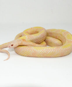 Albino Blotched Kingsnake Adult Male (Lampropeltis getula goini) - #ABKAM1