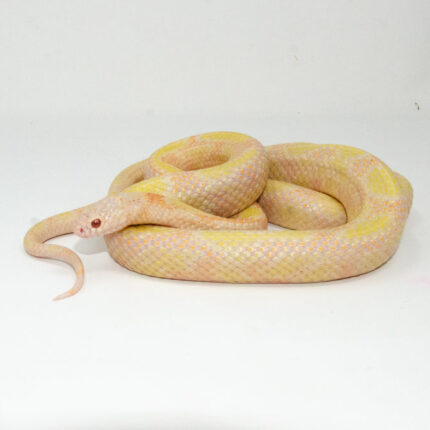 Albino Blotched Kingsnake Adult Male (Lampropeltis getula goini) - #ABKAM1