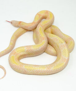 Alternative view of Albino Blotched Kingsnake Adult Male (Lampropeltis getula goini) - #ABKAM1