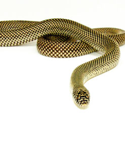 Blotched Kingsnake Patternless Adult Male (Lampropeltis getula goini) - #BKPAM1