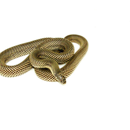 Alternative view of Blotched Kingsnake Patternless Adult Male (Lampropeltis getula goini) - #BKPAM1