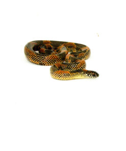 Blotched Kingsnake Sub-Adult Male (Lampropeltis getula goini) - #BKSAM1