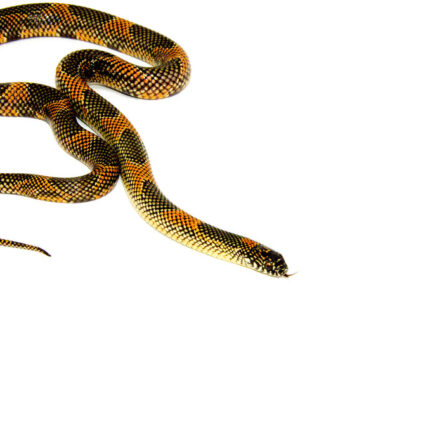 Alternative view of Blotched Kingsnake Sub-Adult Male (Lampropeltis getula goini) - #BKSAM1