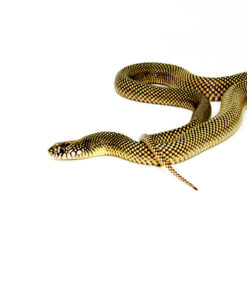 DSC 8527 1024x 247x296