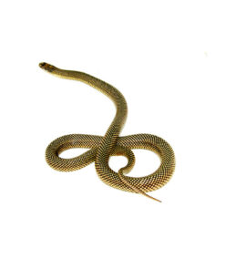 DSC 8528 1024x 247x296