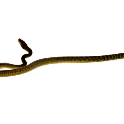 Barneck Scrub Python Male 1 (Simalia amethistina) - #BSPM1