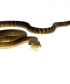 DSC 8558 1024x 247x296