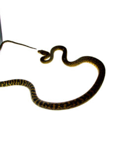 DSC 8565 1024x 247x296