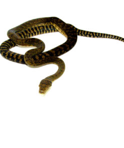 Barneck Scrub Python Female 2 (Simalia amethistina) - #BSPF2