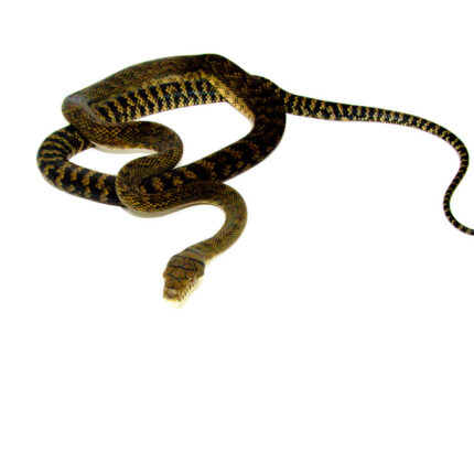 Barneck Scrub Python Female 2 (Simalia amethistina) - #BSPF2