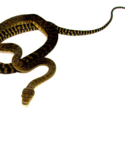 DSC 8571 1024x 247x296