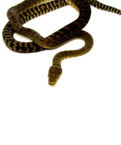 DSC 8572 1024x 247x296