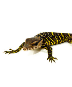 DSC 8584 1024x 247x296