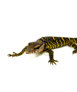 DSC 8585 1024x 247x296