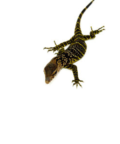 DSC 8586 1024x 247x296