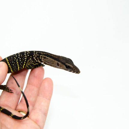 Black Roughneck Monitor Baby (Varanus rudicollis)