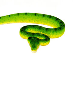 DSC 8593 1024x 247x296