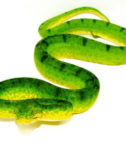 Anaconda Phase Emerald Tree Boa Adult Male (Corallus caninus) - #APETBAM1