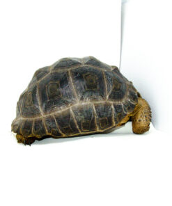 Aldabra Tortoise (Aldabrachelys gigantea) - UNSEXED - #AT1