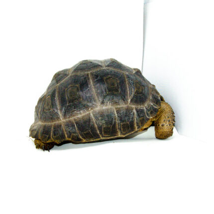 Aldabra Tortoise (Aldabrachelys gigantea) - UNSEXED - #AT1