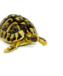 Eastern Hermann's Tortoise Adults (Testudo hermanni boettgeri)