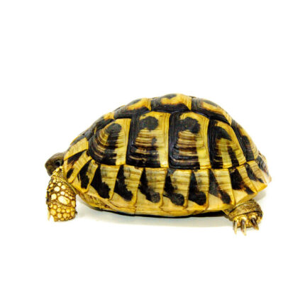 Eastern Hermann's Tortoise Adults (Testudo hermanni boettgeri)