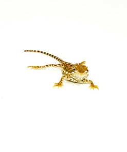 Rankins Dragon Babies (Pogona henrylawsoni)