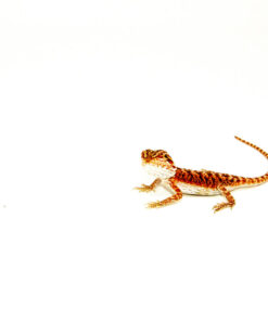 Super Red Bearded Dragon #1 (10 grams)(Pogona vitticeps)