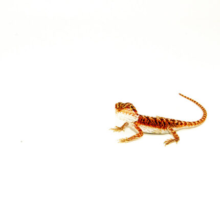 Super Red Bearded Dragon #1 (10 grams)(Pogona vitticeps)